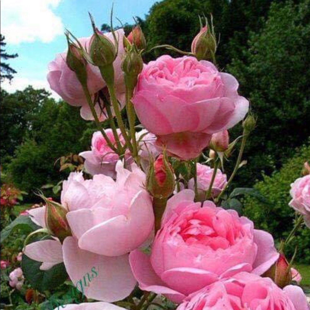 Meet your Posher, Liucija